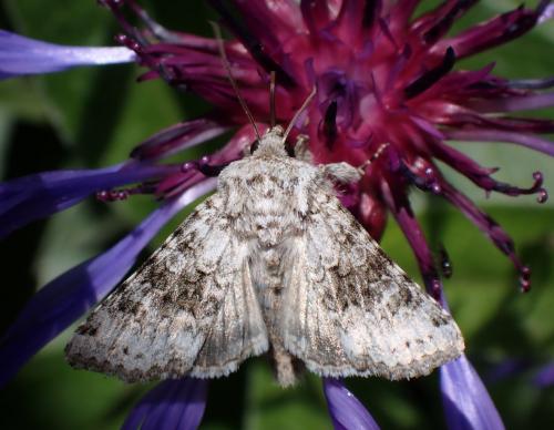 Réf. 293 468 : Hecatera bicolorata